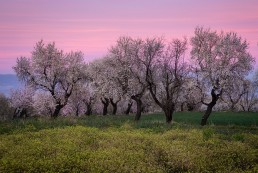 La floración del almendro