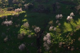 La floración del almendro