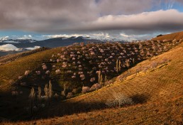 La floración del almendro