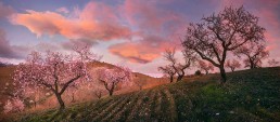 La floración del almendro