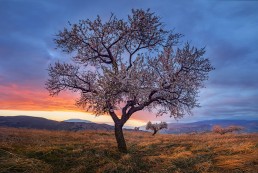 La floración del almendro