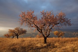 La floración del almendro