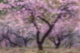 La floración del almendro