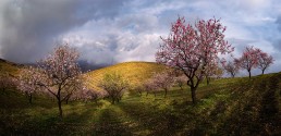 La floración del almendro