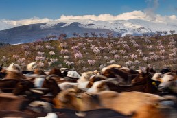 La floración del almendro