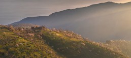 La floración del almendro