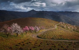 La floración del almendro