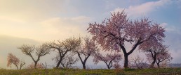 La floración del almendro