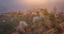 La floración del almendro