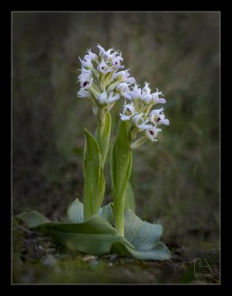 Flora