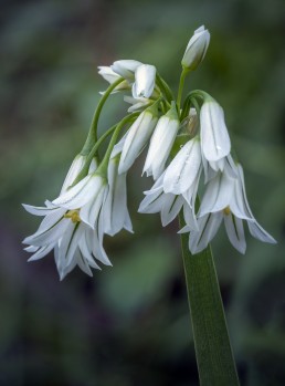 Flora