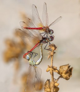 Odonata