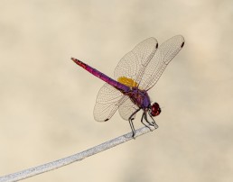 Odonata