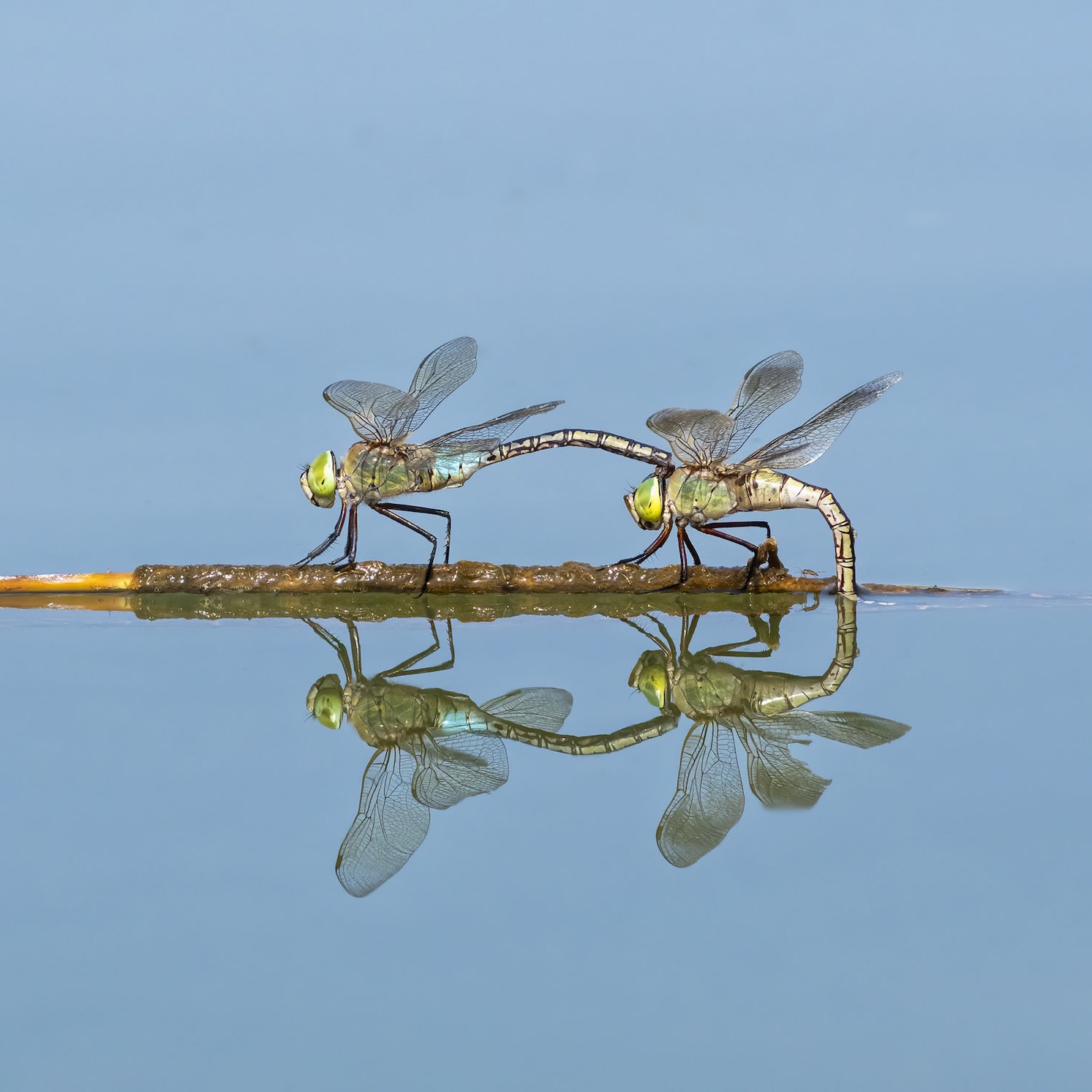 Odonata