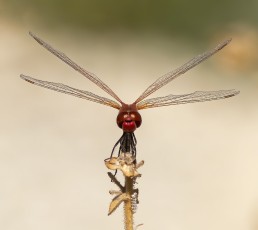 Odonata