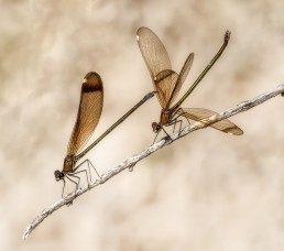 Odonata