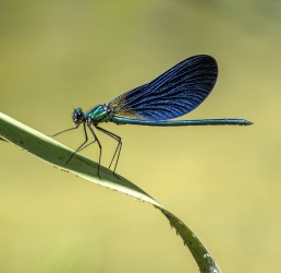 Odonata